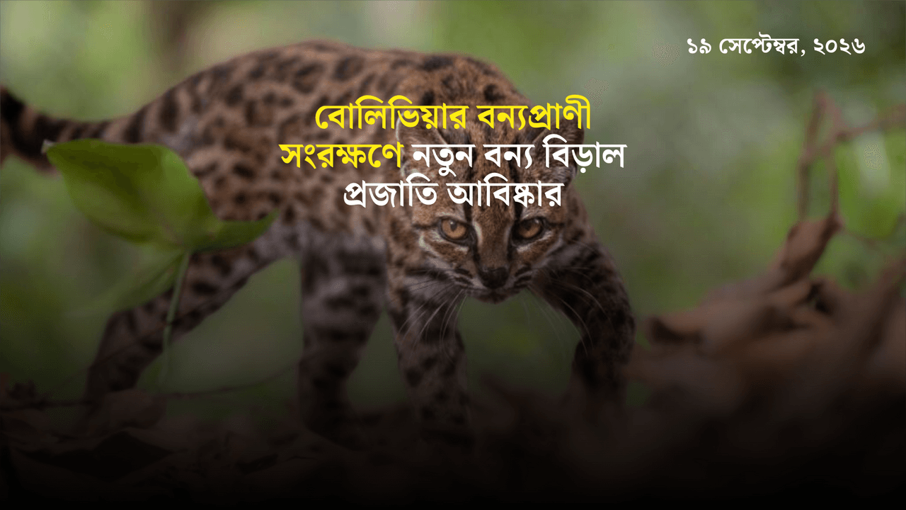 বোলিভিয়ার বন্যপ্রাণী সংরক্ষণে নতুন বন্য বিড়াল প্রজাতি আবিষ্কার